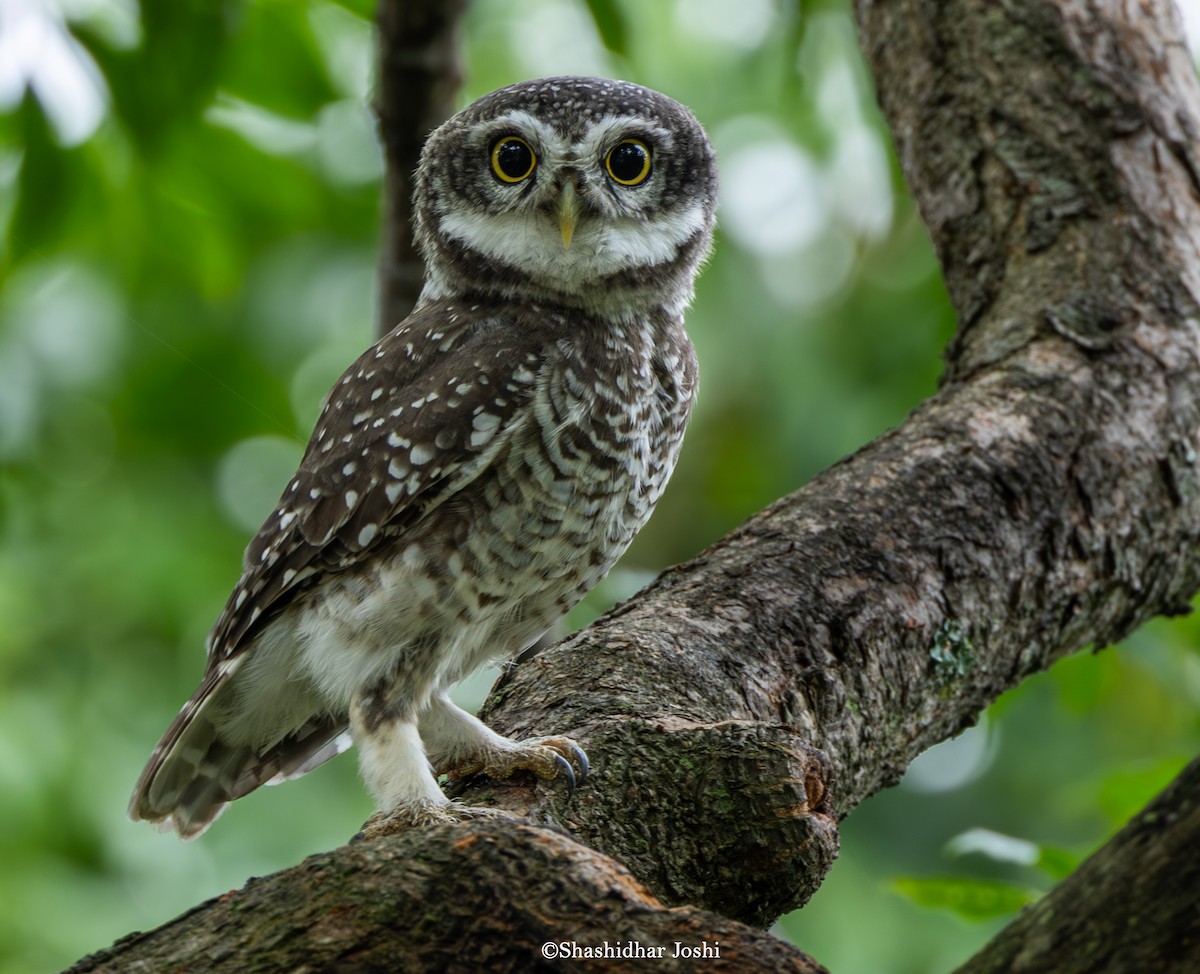 Spotted Owlet - ML638487688