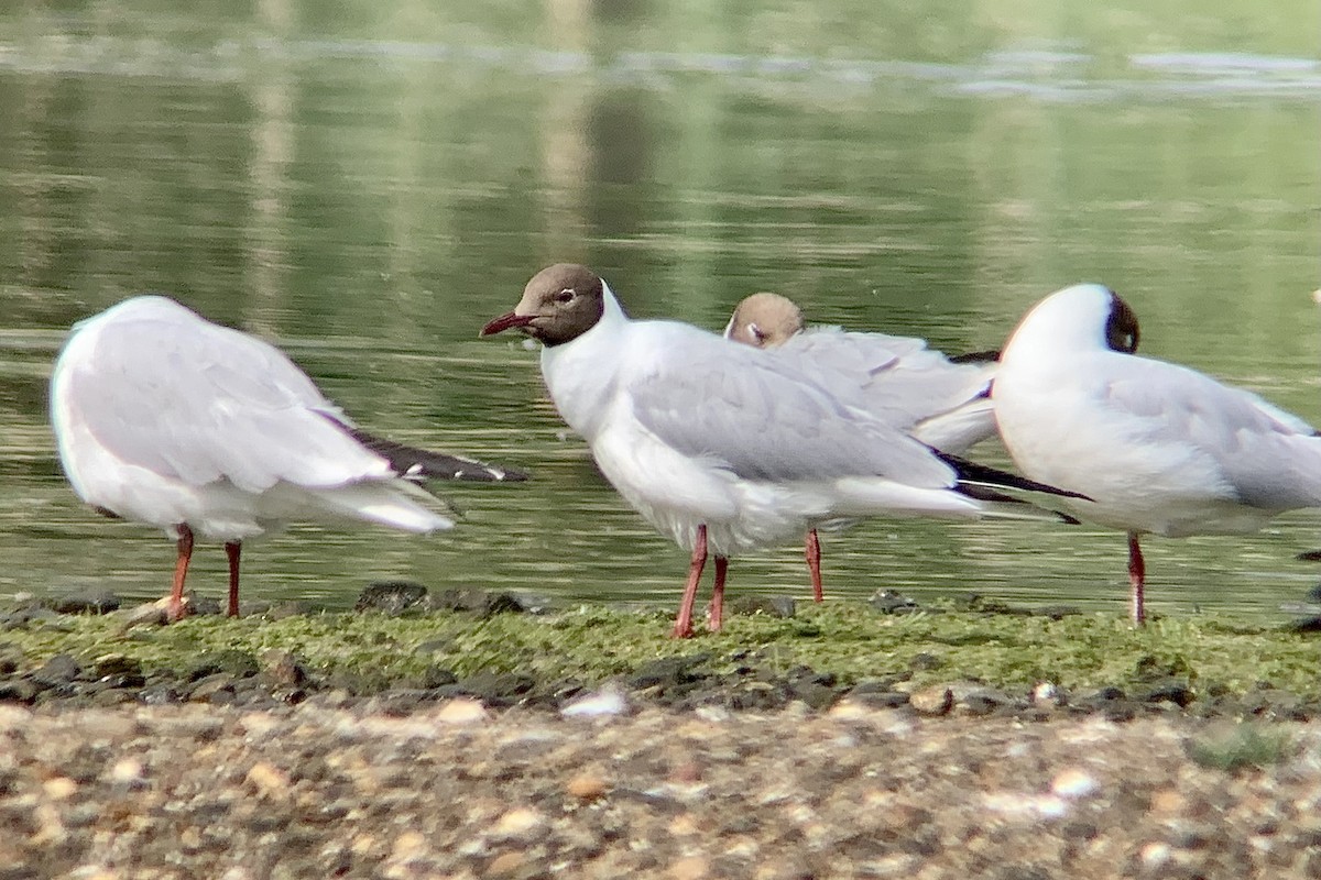 Black-headed Gull - ML638487691