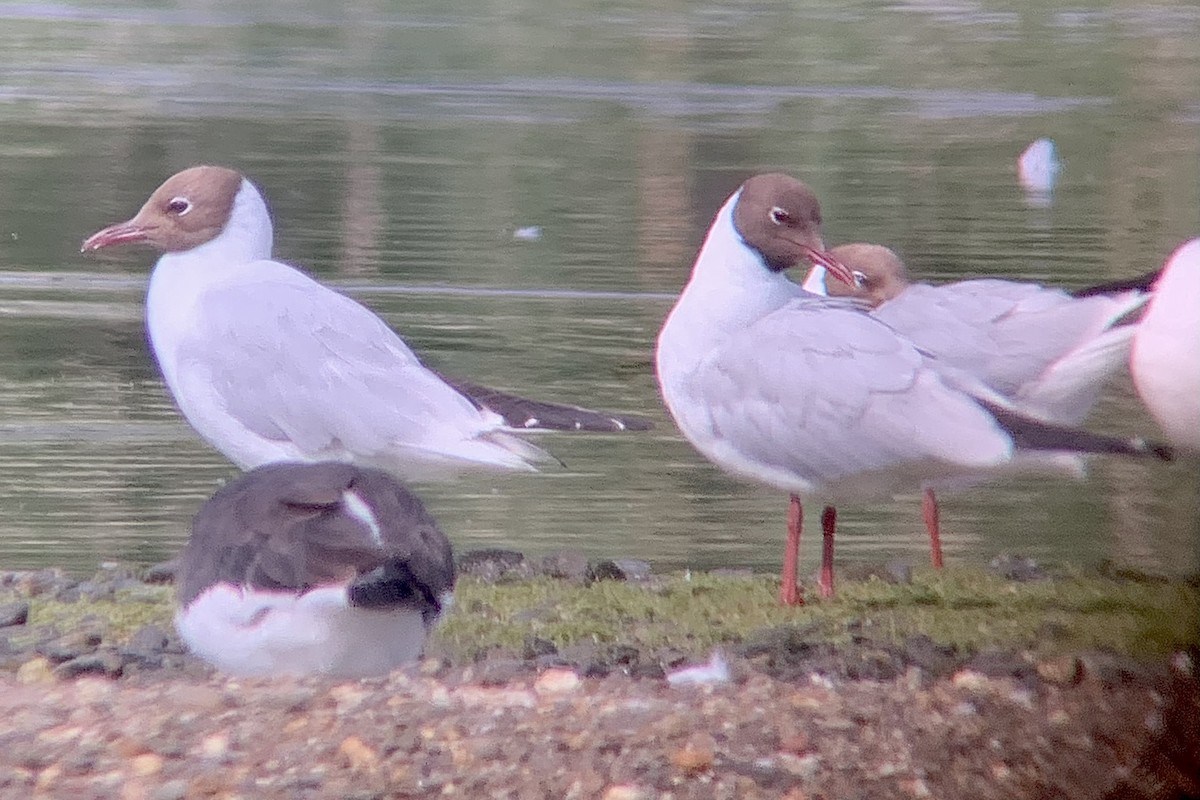 Black-headed Gull - ML638487692