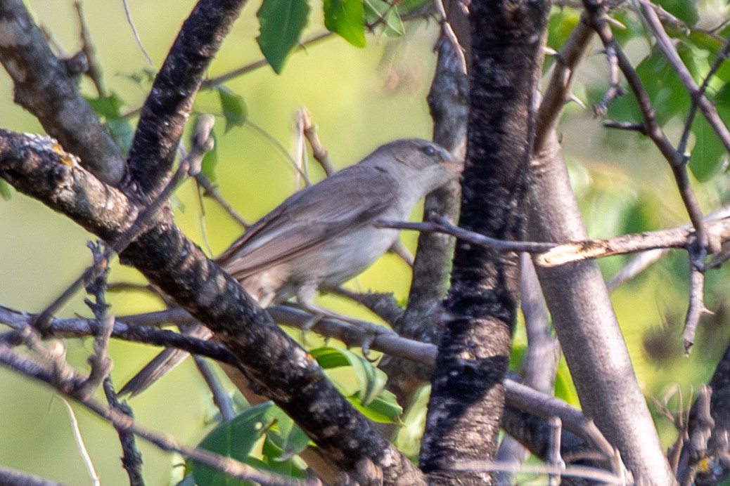 Olive-tree Warbler - ML638487694