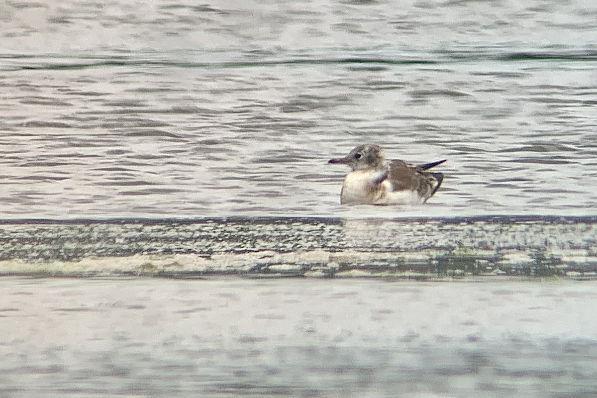 Black-headed Gull - ML638487698