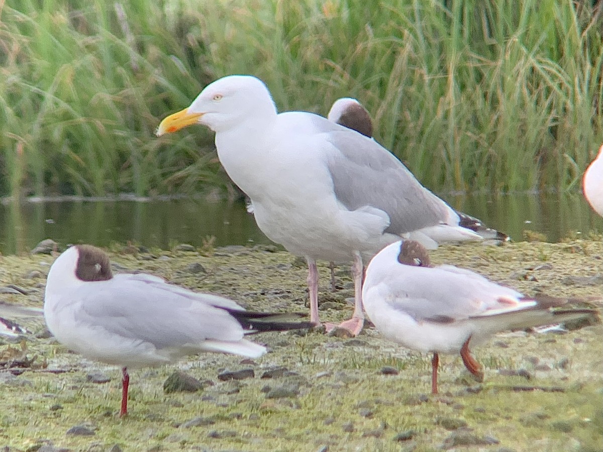 European Herring Gull - ML638487704