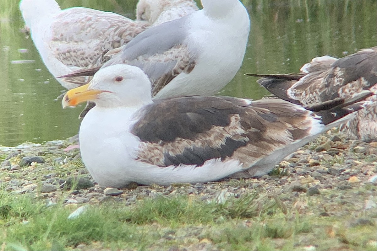 Great Black-backed Gull - ML638487713