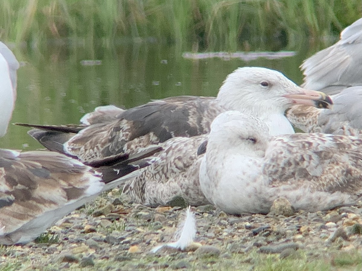 Great Black-backed Gull - ML638487714
