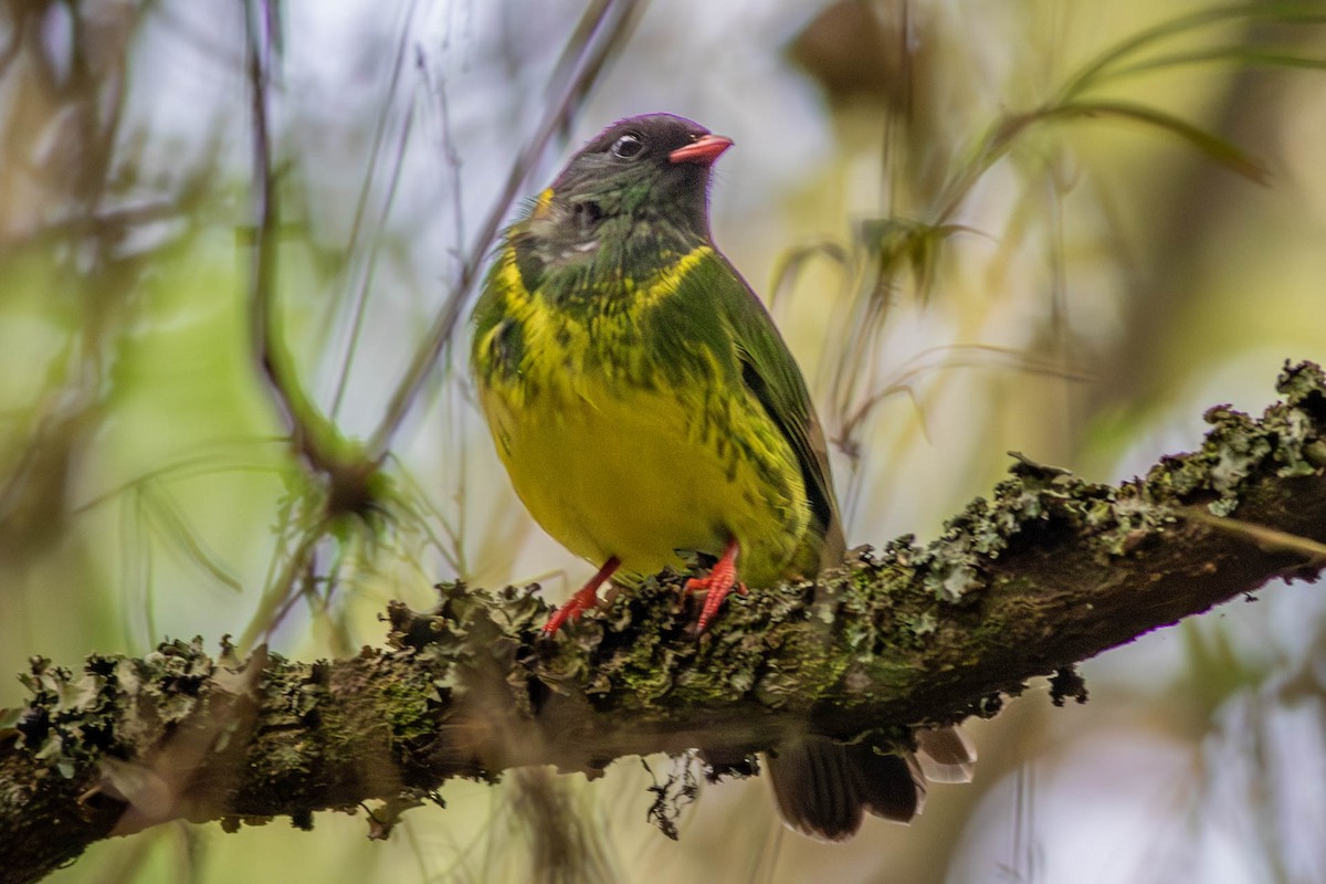 Cotinga vert et noir - ML638487723