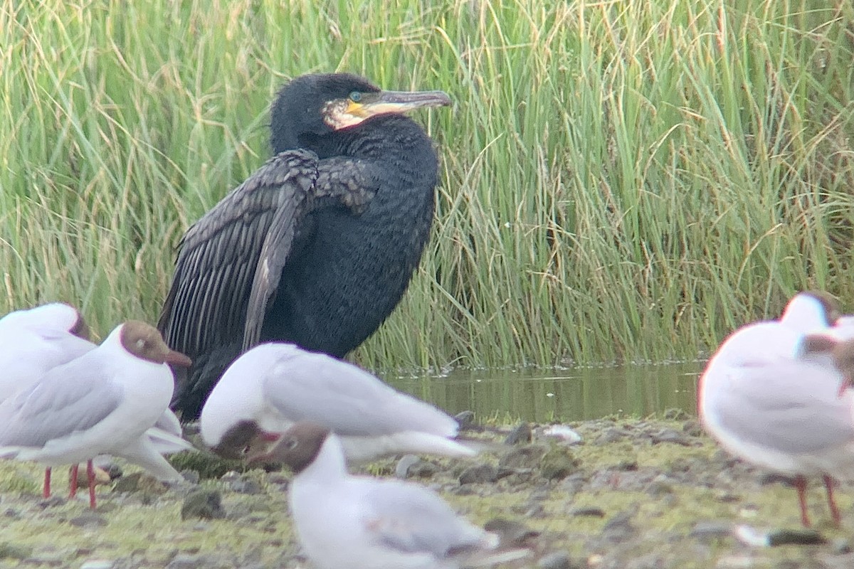 Great Cormorant - ML638487730