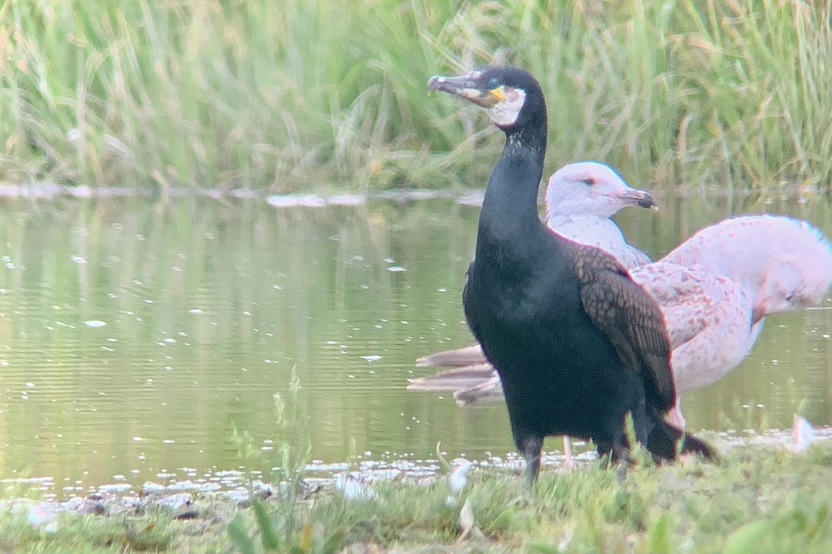Great Cormorant - ML638487731