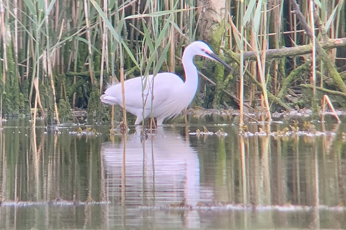 Little Egret - ML638487742
