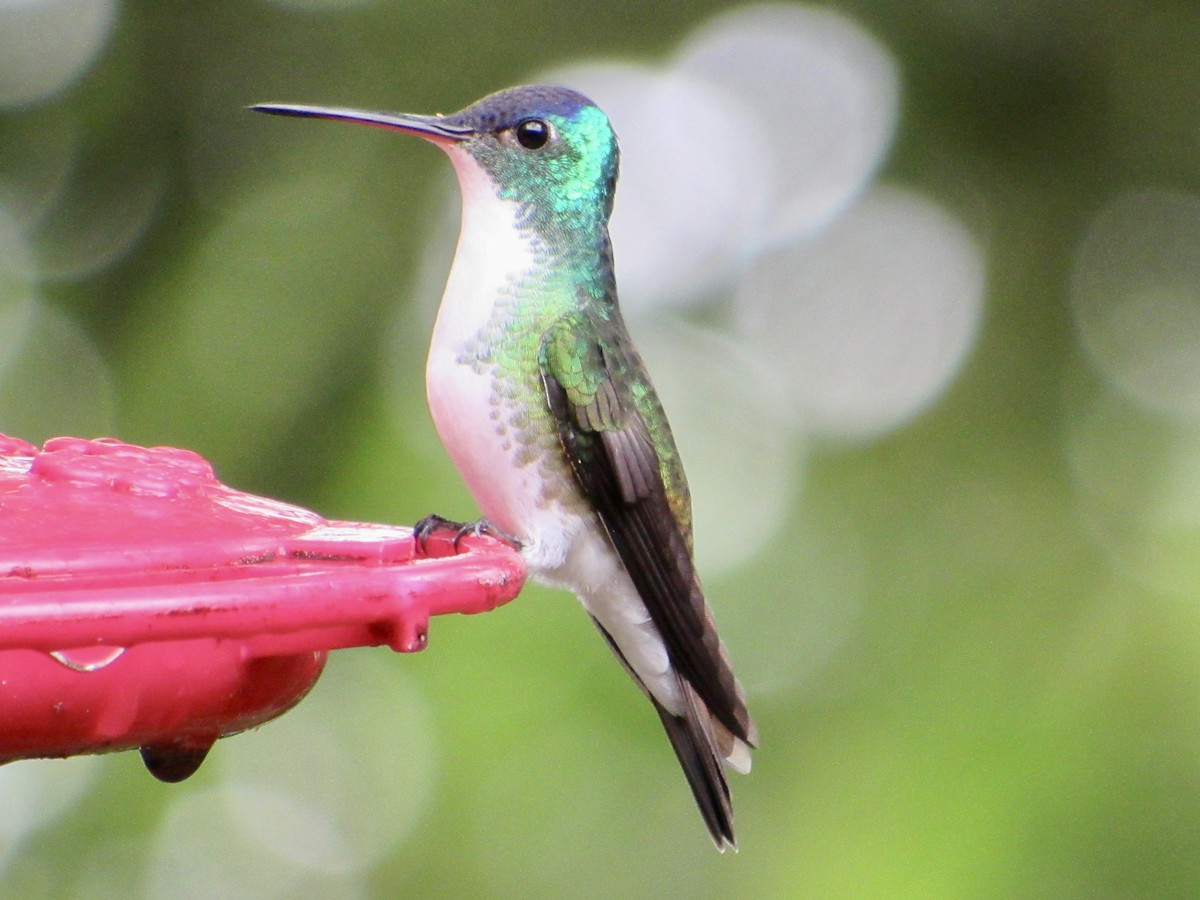 Andean Emerald - ML638487743