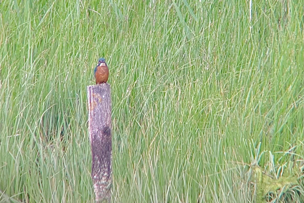 Common Kingfisher - ML638487747