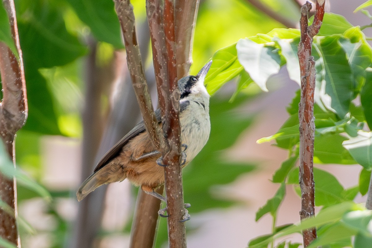 Western Rock Nuthatch - ML638487782