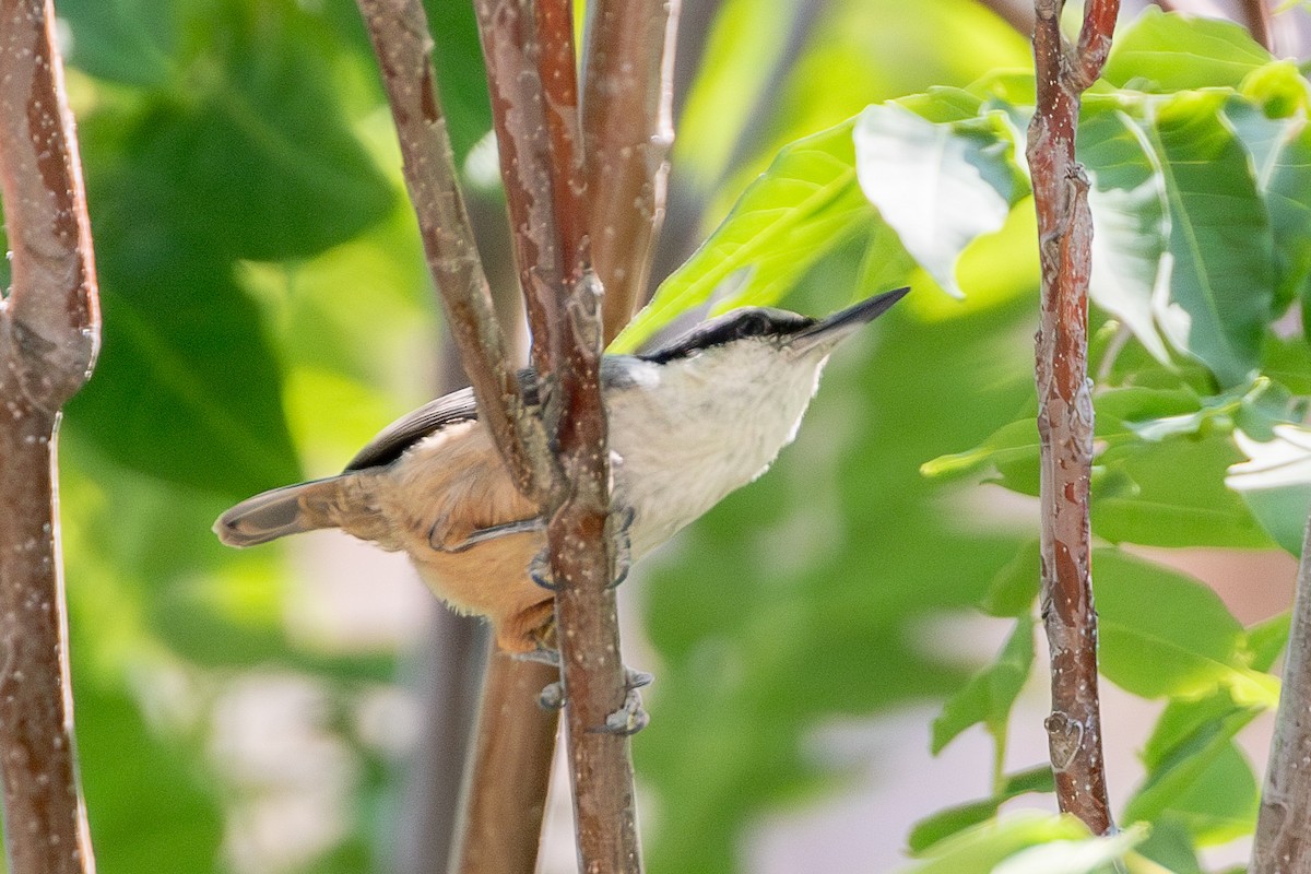 Western Rock Nuthatch - ML638487783