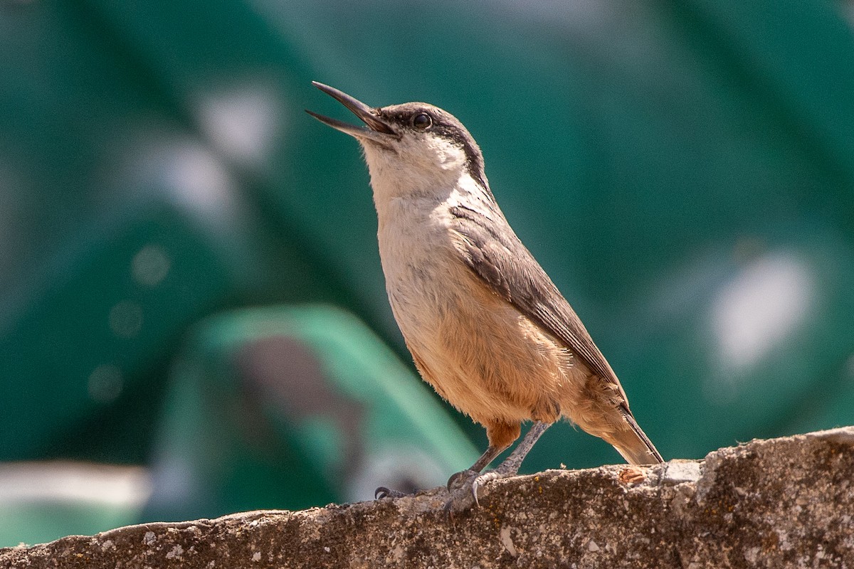 Western Rock Nuthatch - ML638487784