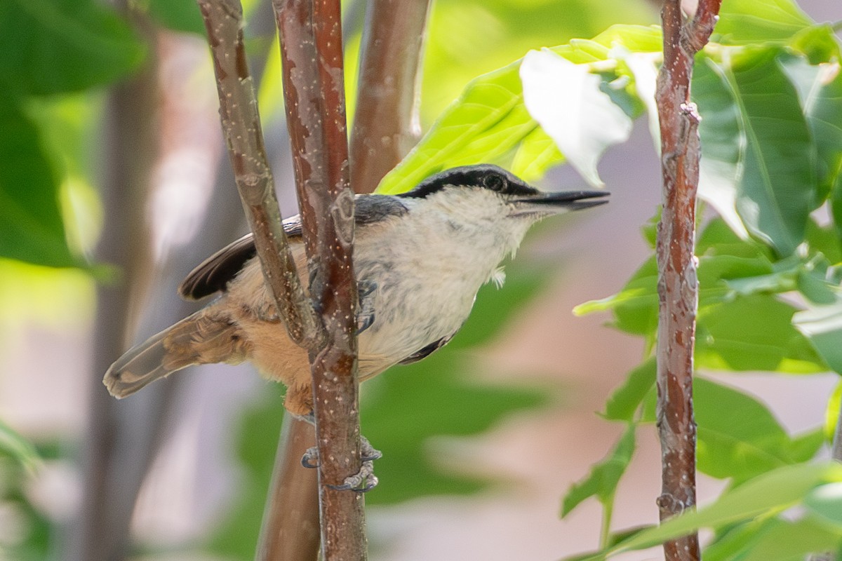 Western Rock Nuthatch - ML638487785