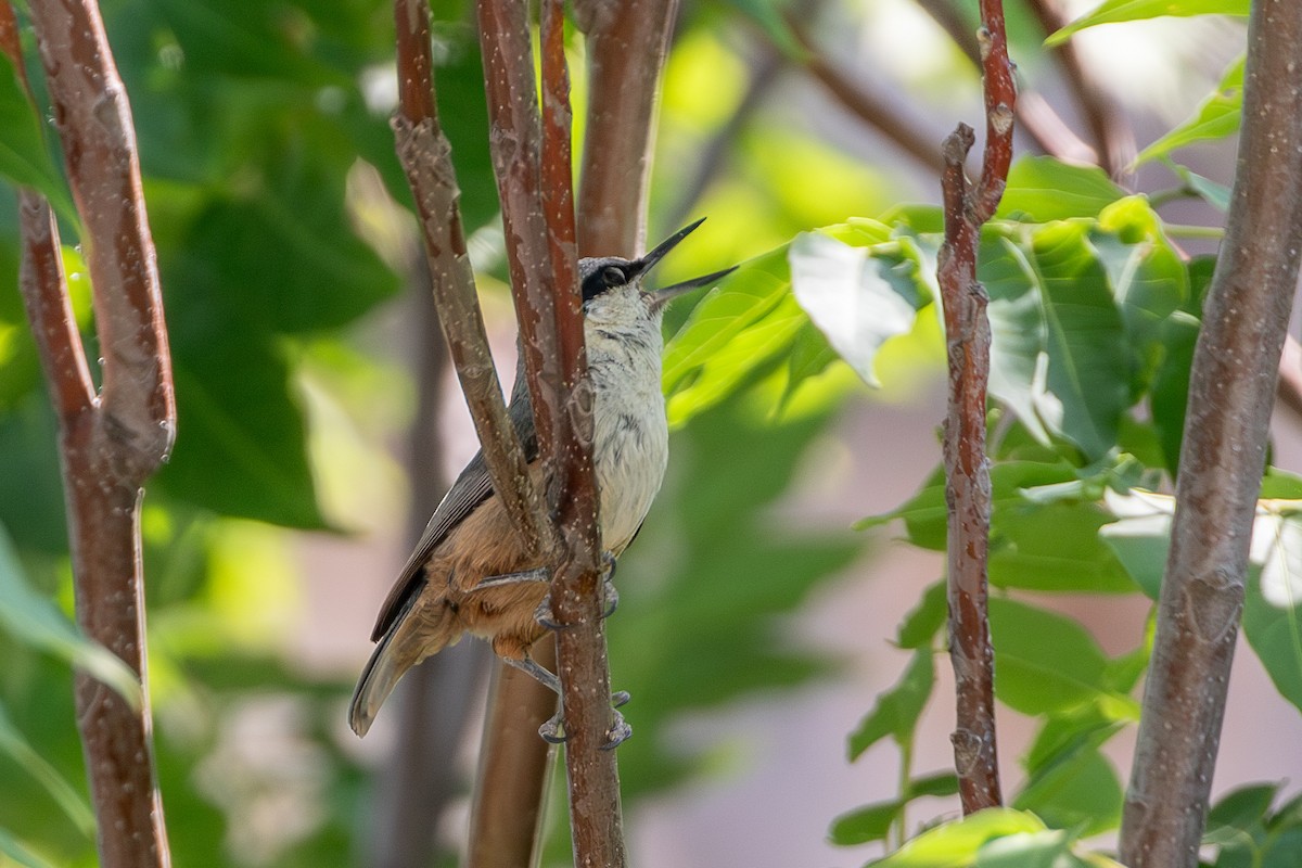Western Rock Nuthatch - ML638487786