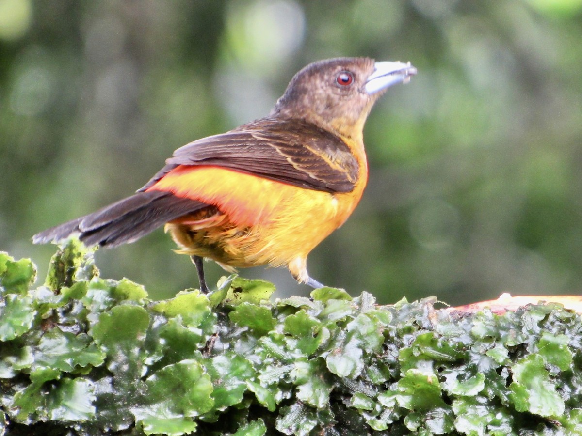 Flame-rumped Tanager (Flame-rumped) - ML638487798