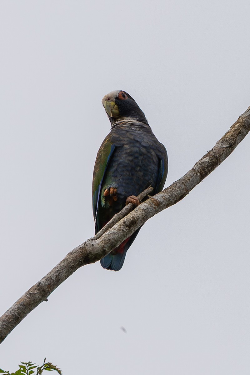 White-crowned Parrot - ML638487799