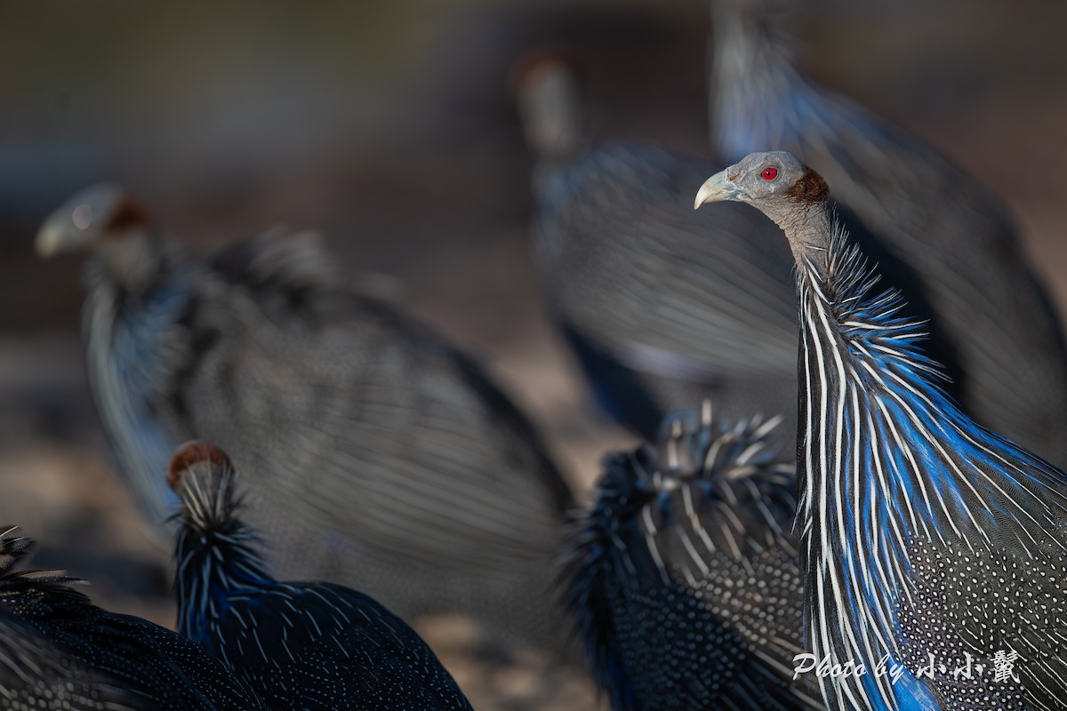 Vulturine Guineafowl - ML638487801