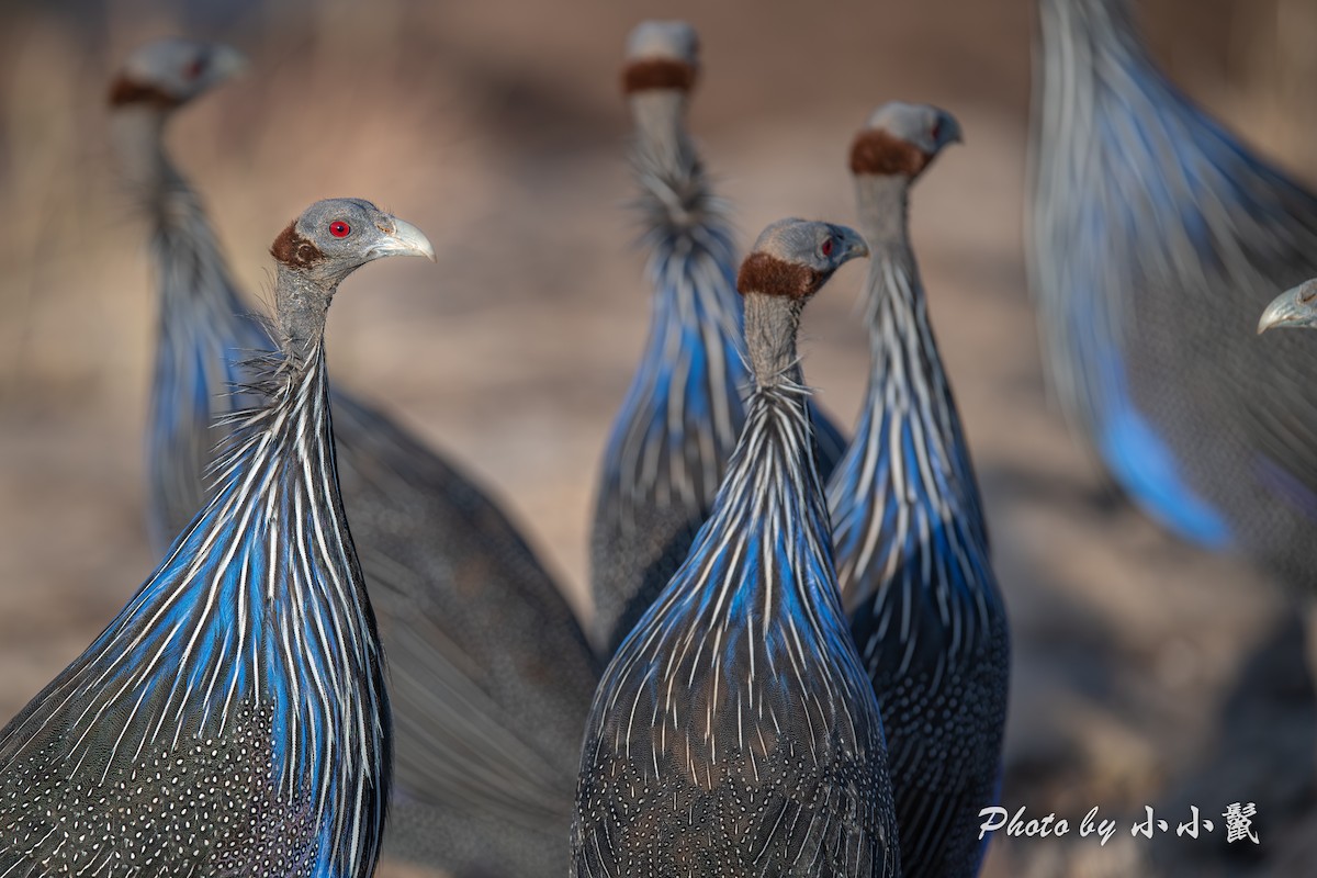 Vulturine Guineafowl - ML638487802