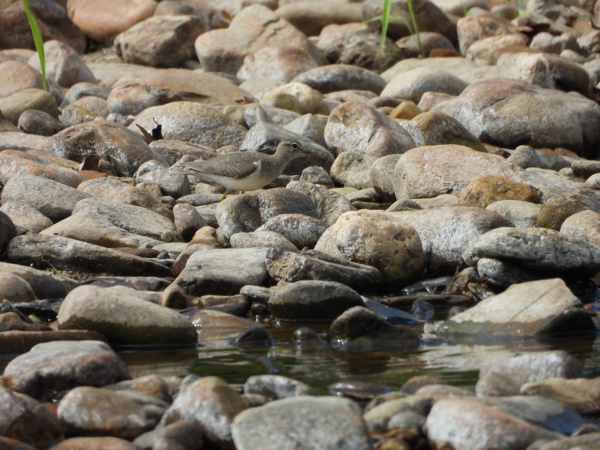 Spotted Sandpiper - ML638487850