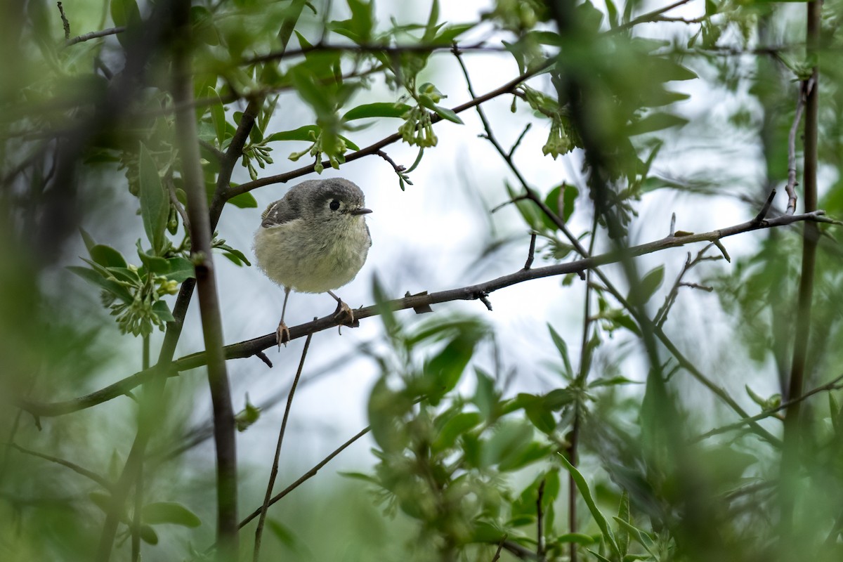Ruby-crowned Kinglet - ML638487887