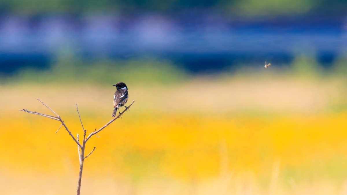 European Stonechat - ML638487888