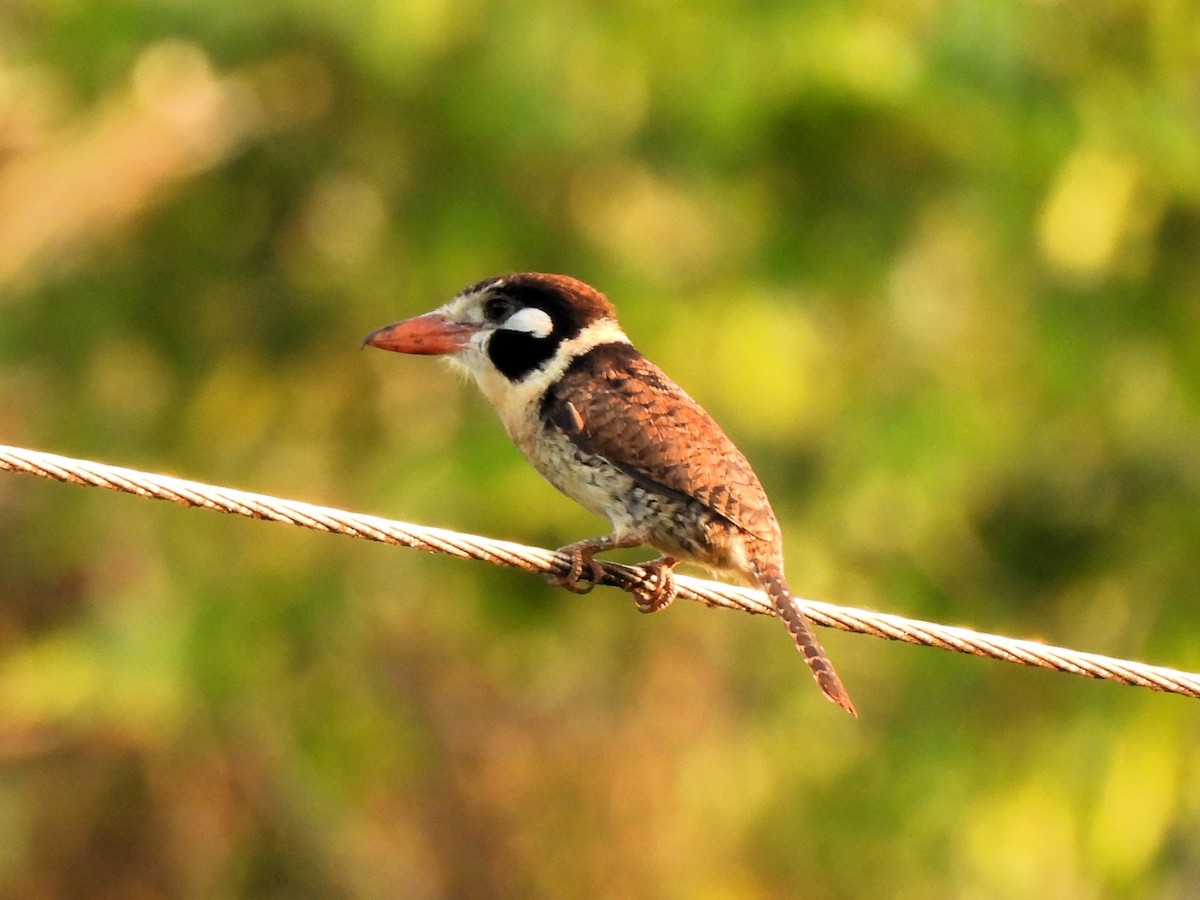 White-eared Puffbird - ML638487902