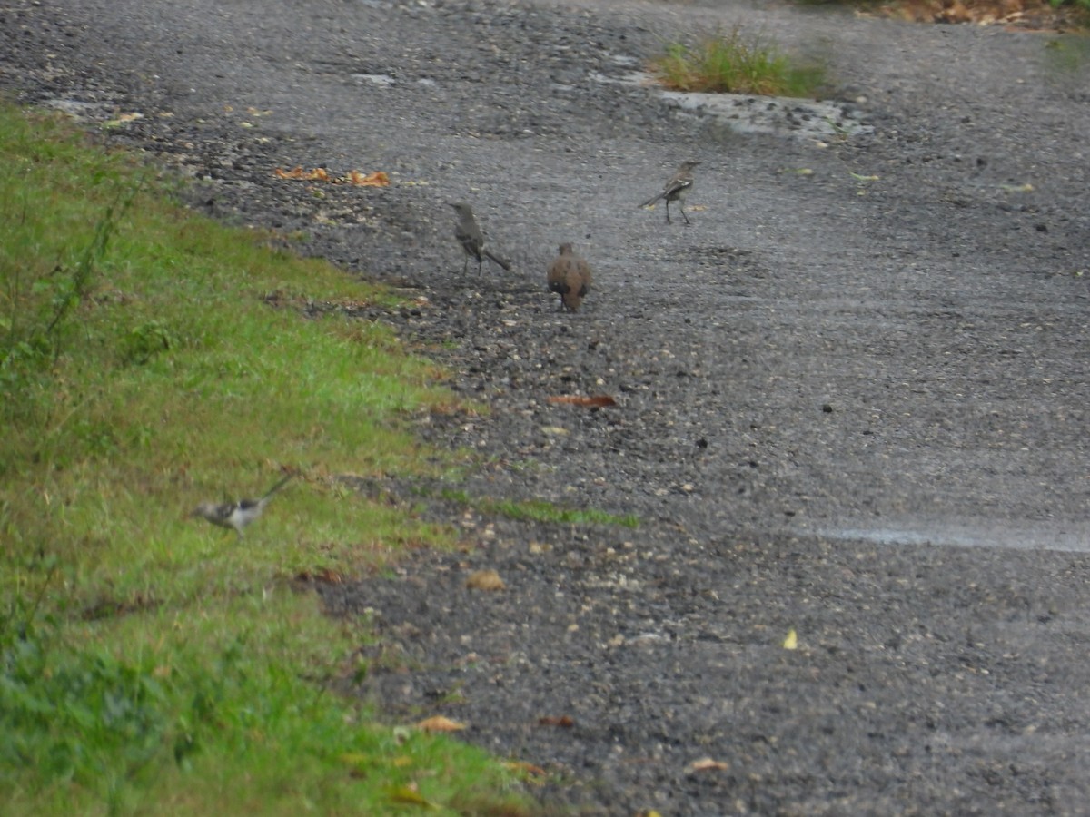 Northern Mockingbird - ML638487910