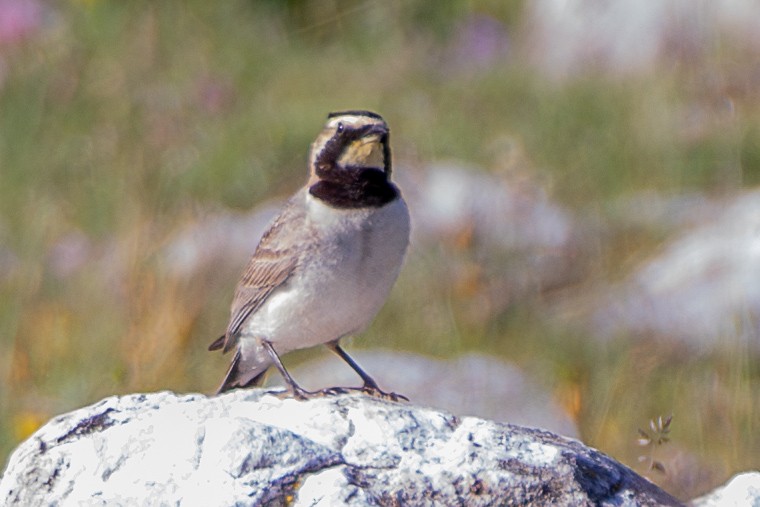 Horned Lark - ML638487927