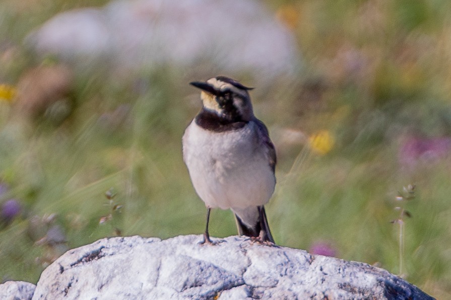Horned Lark - ML638487928