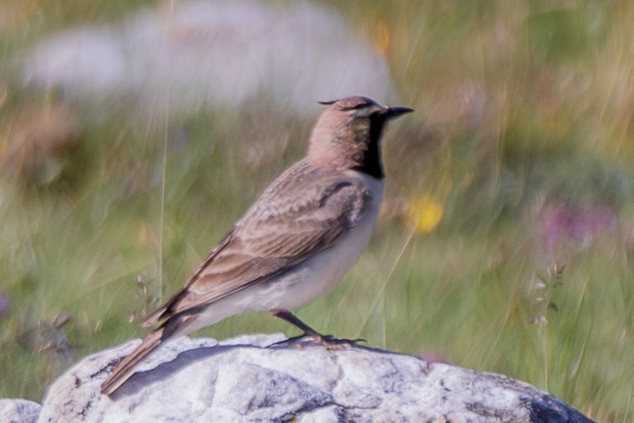 Horned Lark - ML638487929