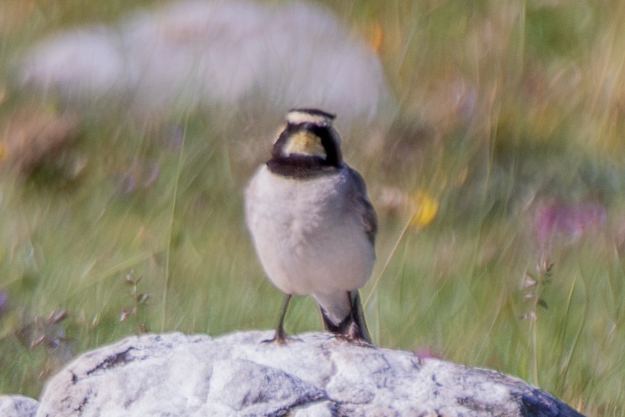 Horned Lark - ML638487930