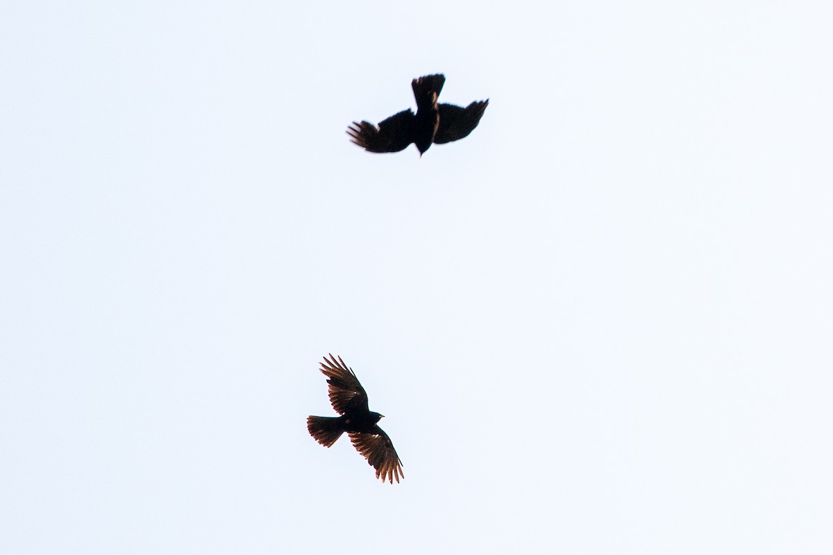 Yellow-billed Chough - ML638487935