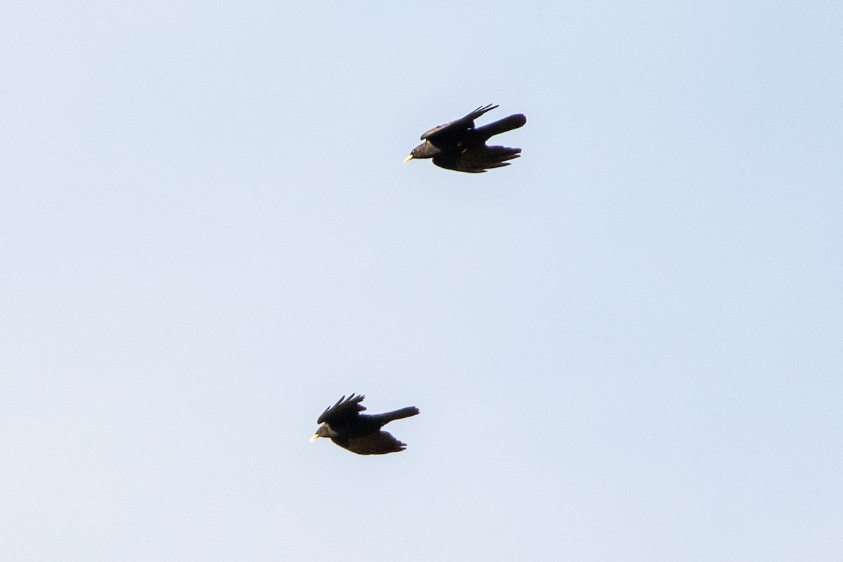 Yellow-billed Chough - ML638487936