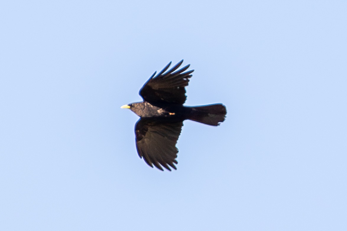 Yellow-billed Chough - ML638487937