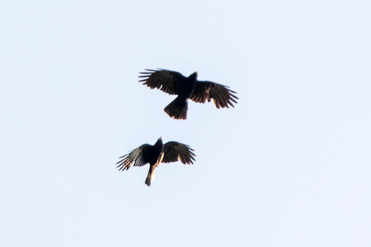 Yellow-billed Chough - ML638487938