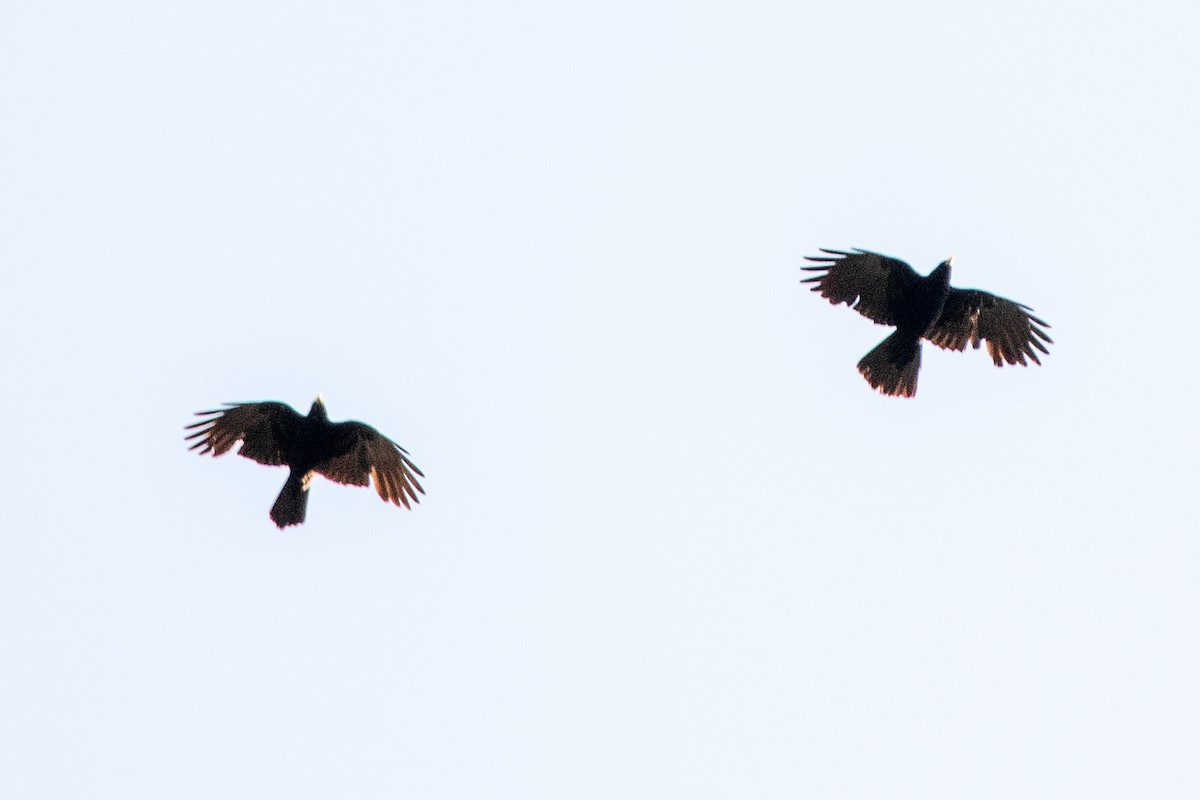 Yellow-billed Chough - ML638487939