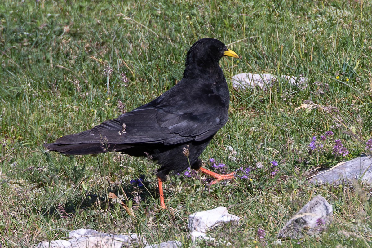 Yellow-billed Chough - ML638487942