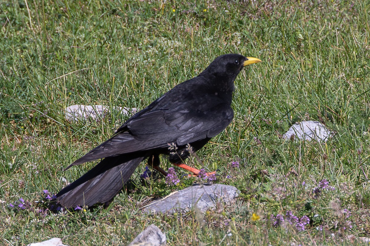 Yellow-billed Chough - ML638487944