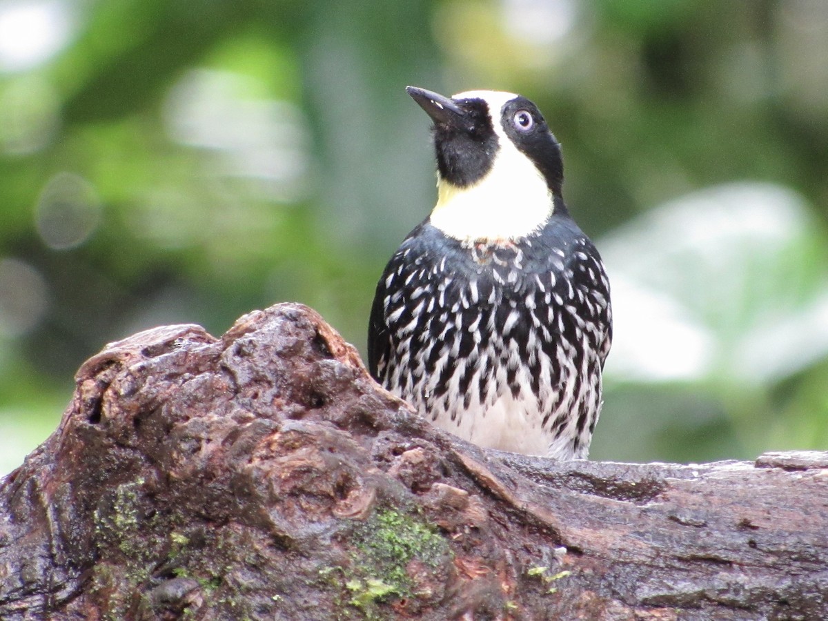 Acorn Woodpecker - ML638487948