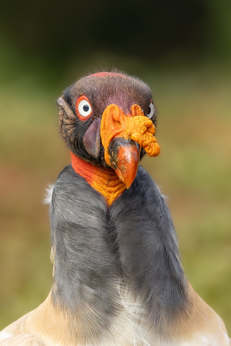King Vulture - ML638487974