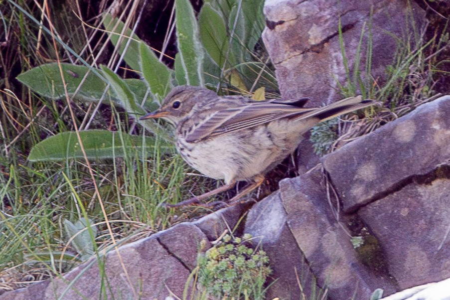 Water Pipit - ML638487981
