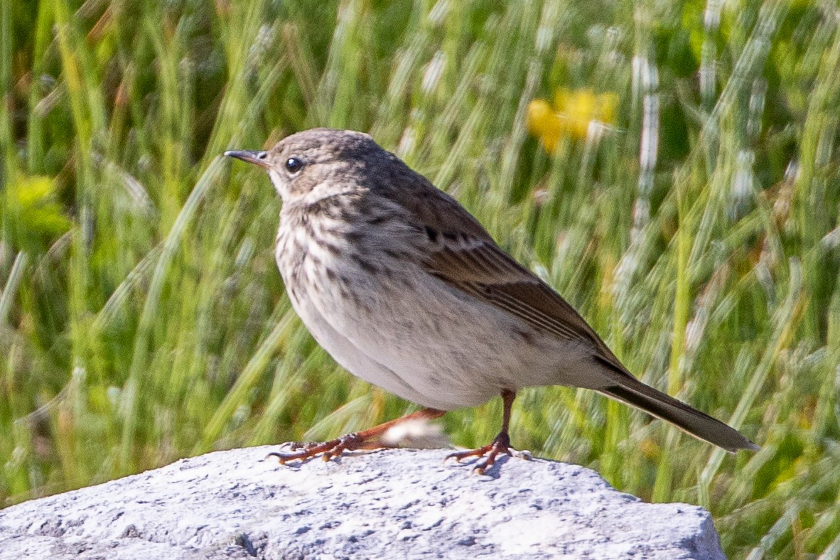 Water Pipit - ML638487983