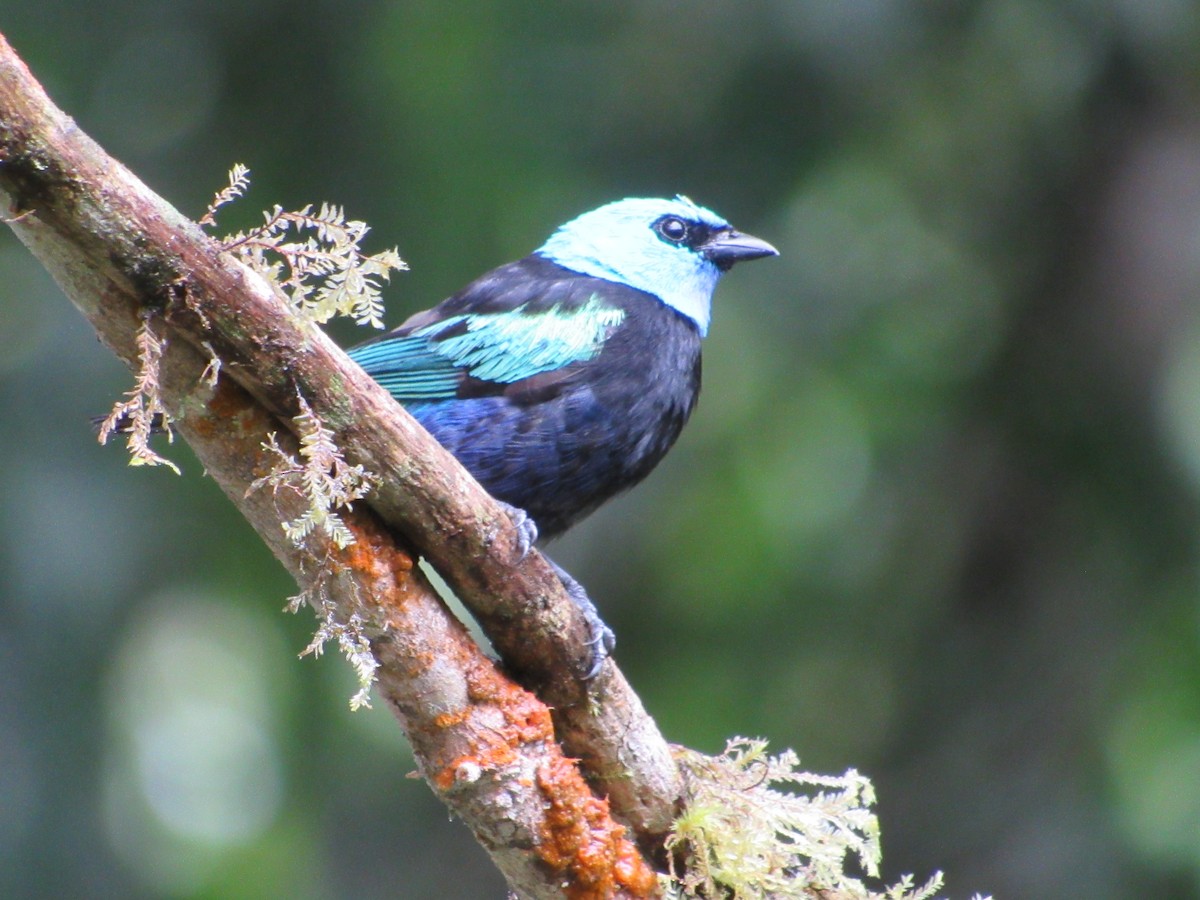 Blue-necked Tanager - ML638487988