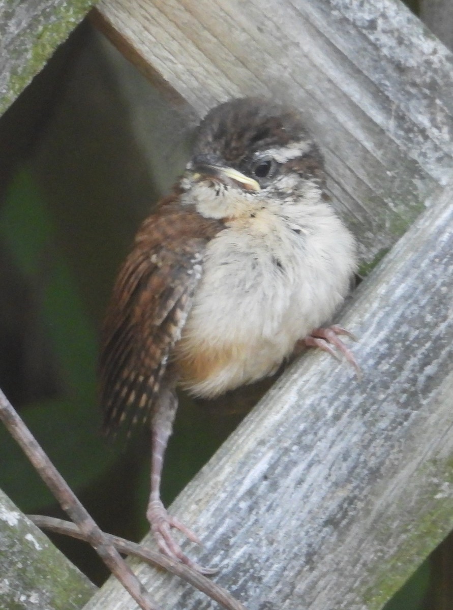 Carolina Wren - ML638488000