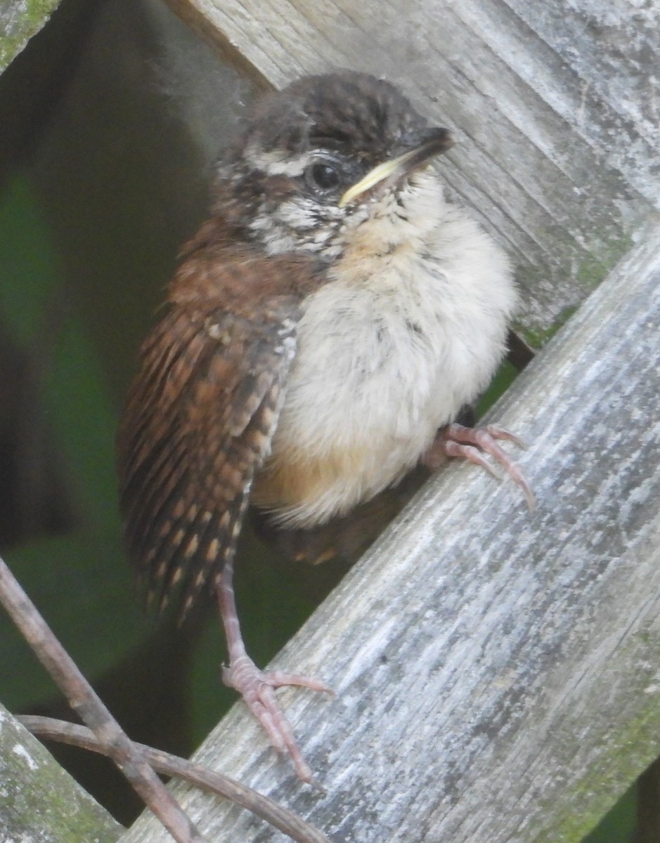 Carolina Wren - ML638488001