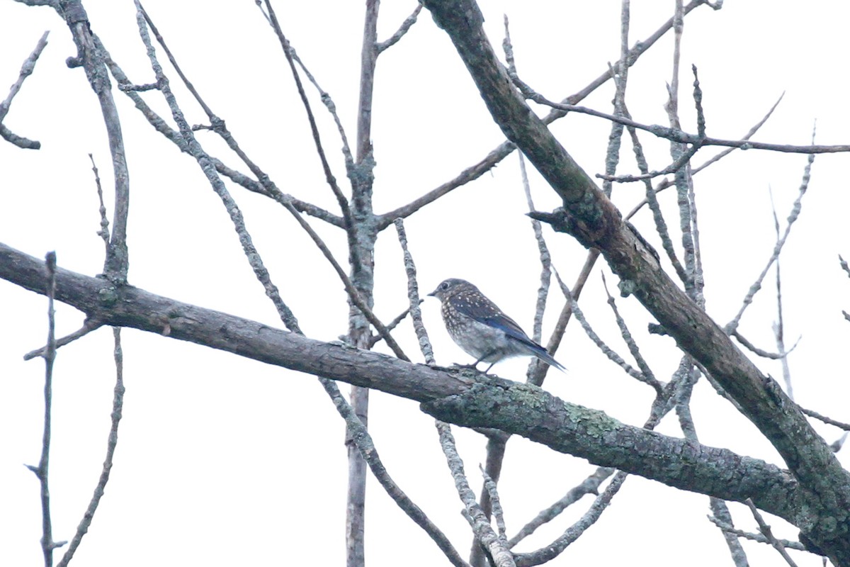 Eastern Bluebird - ML638488028