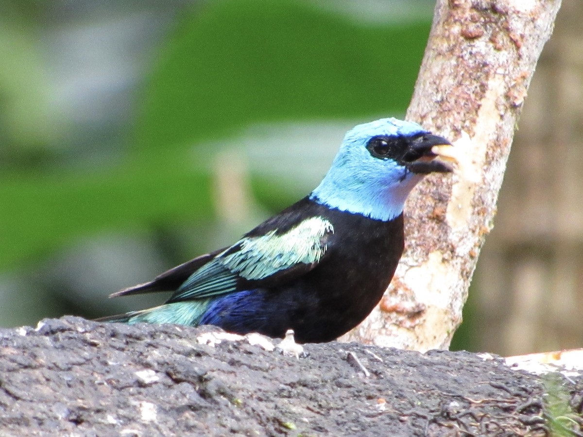 Blue-necked Tanager - ML638488030