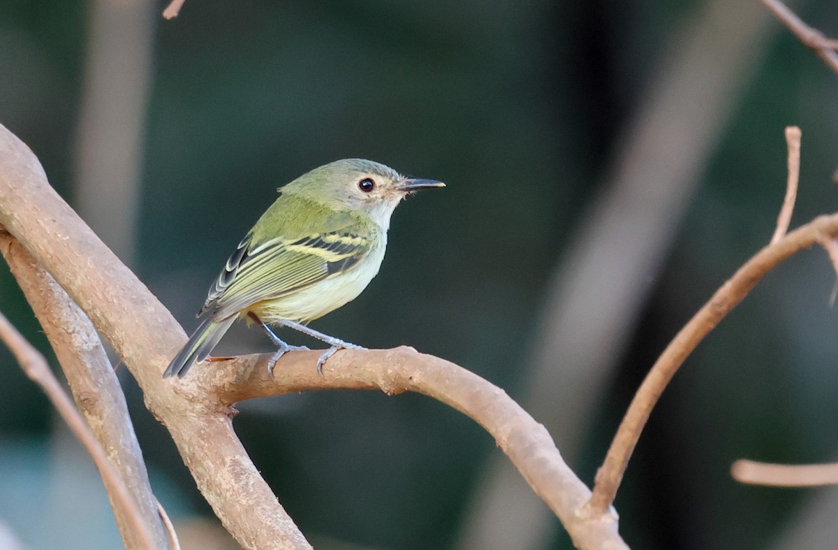 Серощёкий тоди-мухолов - ML638488036