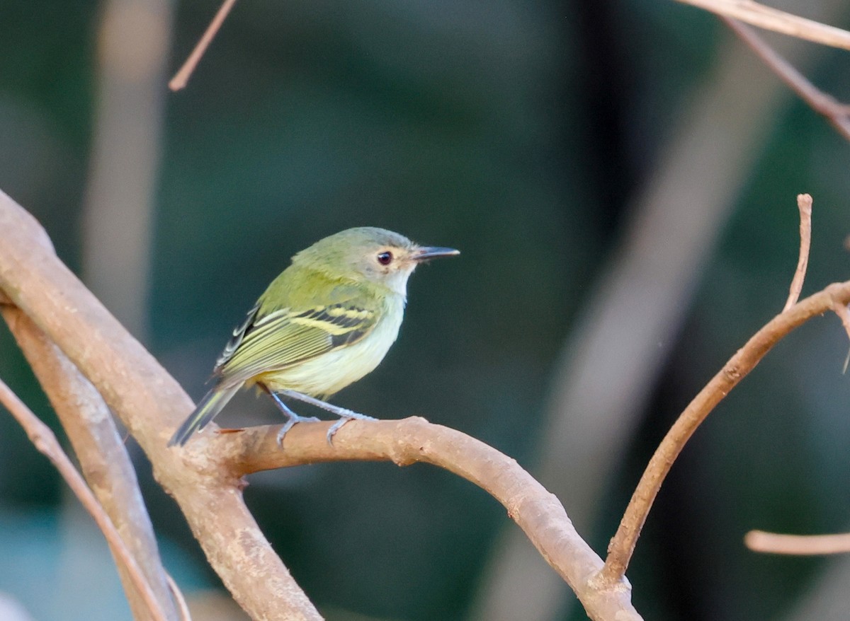 Серощёкий тоди-мухолов - ML638488037